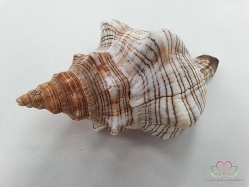 [A-010122] Fasciolara Trapezium Schelpen 13 cm 5 stuks