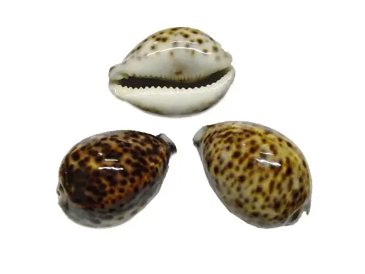 [A-010126] Cypraea Tigris Tijgerschelp ca. 8 cm per stuk