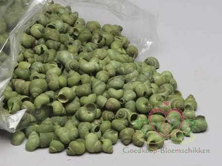 [A-010744] Umachi schelpen groen washed, 1 kilo