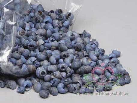 [A-010745] Umachi 1 kilo schelpen Blauwe wassing Blue washed Blauw-Grij Hoorntjes schelp