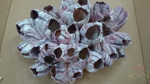[A-010956] Barnacle zeepok schelp 20-25 cm per stuk
