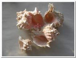 [A-010969] Pink Murex Schelpen 500 gram