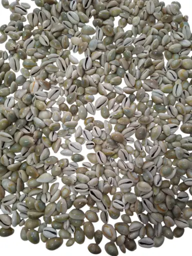 [A-011034] Cypraea Annulus schelpen Grijs ca. 1 kilo