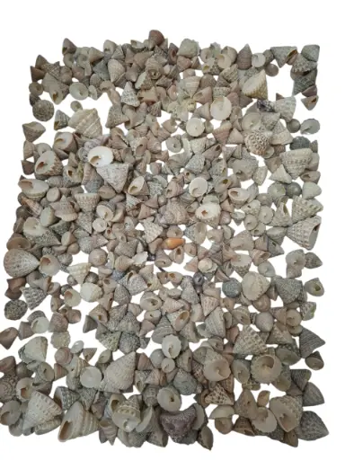 [A-011036] Echinellopsis schelpen ca. 1 cm 1 kilo Grandi