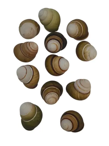 [A-011156] Helicostyla Florida schelpen ca. 3 cm 12 stuks