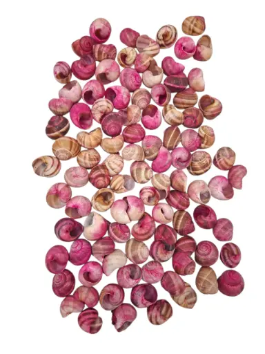 [A-011176] Landsnail small geverfde schelpen Fuchsia 250 gram