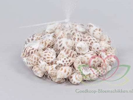 [A-011712] Babylonia Areolata schelpen 150 gram