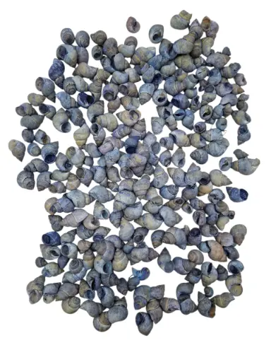 [A-011720] Umachi Schelpen Blauw 250 gram