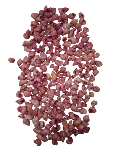 [A-011721] Umachi Schelpen Zachtroze 250 gram