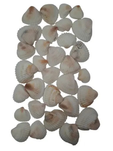[A-011723] White Chippy Schelpen 500 gram