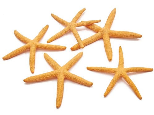 [A-011898] Zeester Starfish Zalm 10-15 cm 10 stuks