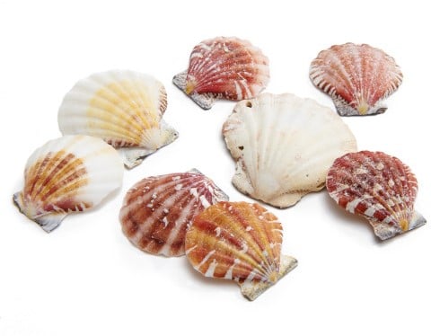 [A-012270] Pecten Vexillum Jacobsschelp 1 kilo 
