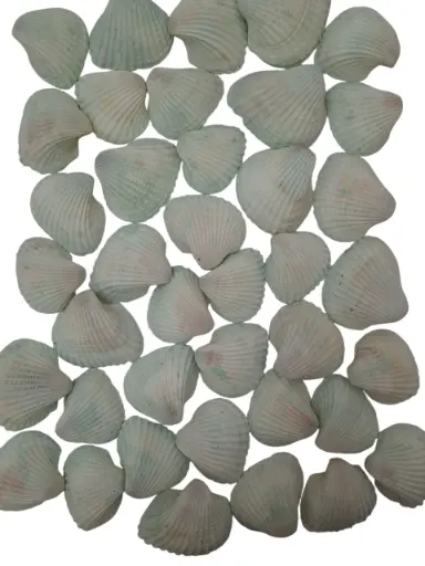 [A-013200] Chippy Big Pastel schelpen Groen washed 1 kilo