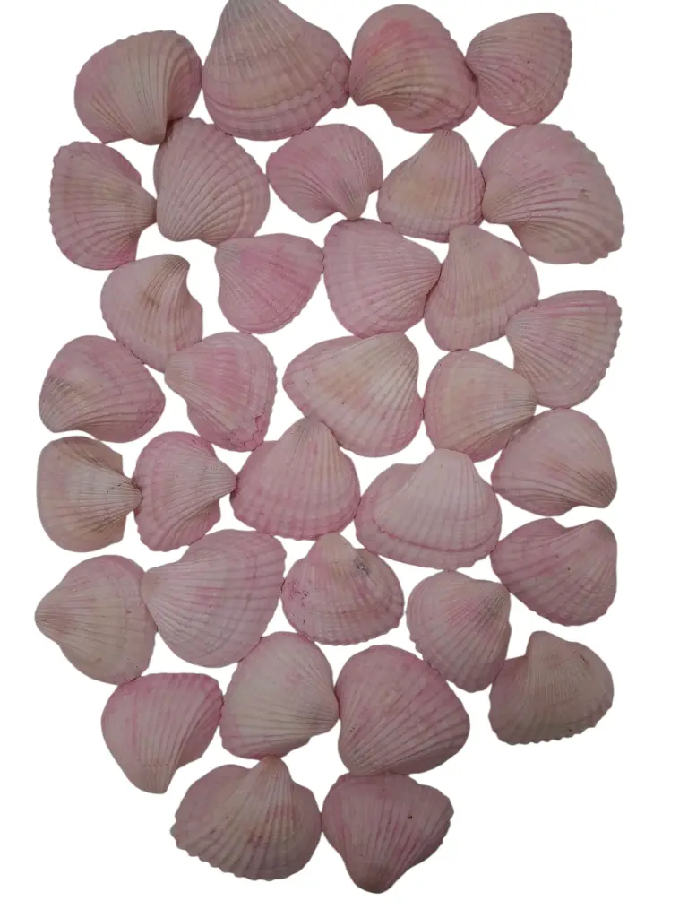 Chippy Big Pastel schelpen Pink washed 1 kilo | Decoflorall