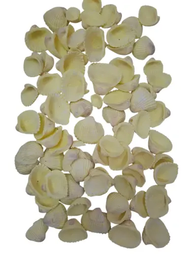 [A-013205] Chippy Pastel schelpen Yellow washed 1 kilo