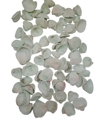 [A-013207] Chippy Pastel schelpen Groen washed 1 kilo