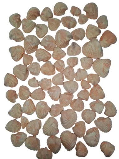 [A-013208] Chippy Pastel schelpen Orange washed 1 kilo