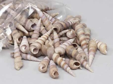 [A-013222] Kerala Screw schelpen 1 kilo