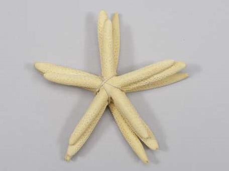 [A-013440] Zeester Starfish Geel ca. 5-10 cm Set van 3 stuks