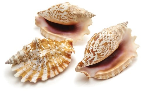 [A-013658] Strombus Sinuatus Schelpen 8 cm 5 stuks 