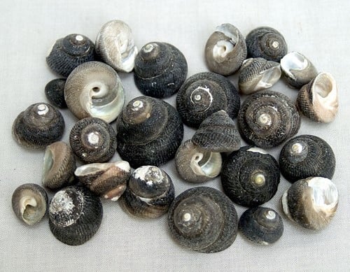 [A-013780] Landsnail schelpen grijs 1,2 kilo