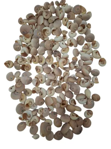[A-013787] Fayence schelpen 500 gram