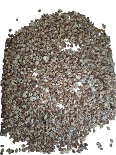 [A-013802] Nutmeg schelpen Naturel