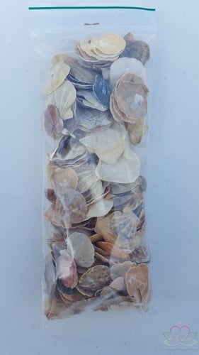 [A-014225] Mantelschelp Jacobsschelp 200 gram