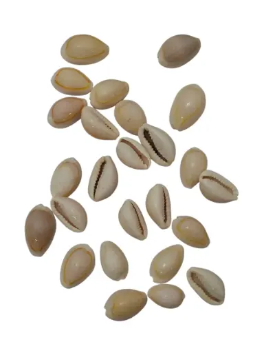 [A-014460] Cypraea Annulus schelpen Creme Naturel 35 gram