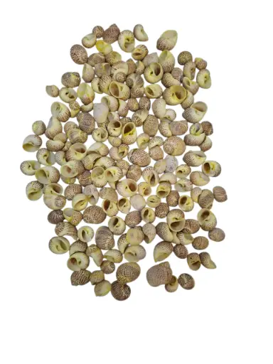 [A-015117] Pull Muttai schelpen geel, 500 gram