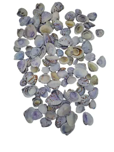 [A-015124] Tiger Chippy schelpen blauw, 500 gram
