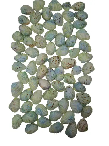 [A-015125] Tiger Chippy schelpen groen, 500 gram
