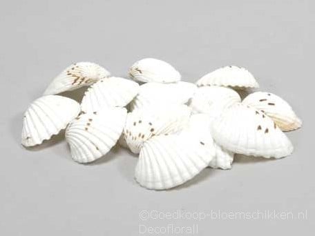 [A-015127] Tiger Chippy Schelpen Naturel 500 gram
