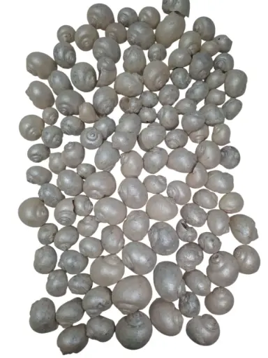 [A-015213] Nattai schelpen parelmoer wit  500 gram