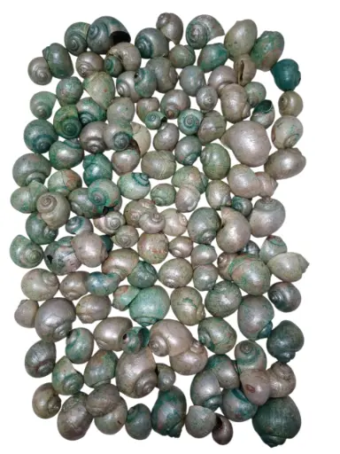 [A-015214] Nattai schelpen parelmoer groen, 500 gram
