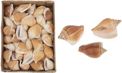 [A-015221] Strombus Canarium Naturel Schelpen ca. 6 cm 1 kilo