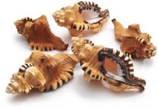 [A-015280] Cymatium Lotorium Schelpen 10-12 cm 3 stuks