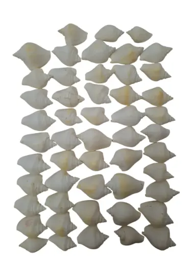 [A-015283] Strombus Canarium Wit Schelpen ca. 5 cm 1 kilo