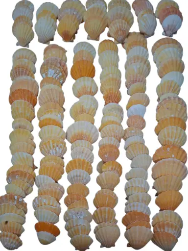 [A-015399] Pecten Vexillum Jacobsschelp Oranje ca. 4 cm 1 kilo 