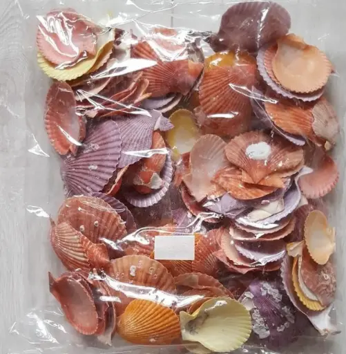 [A-015893] Pecten Chlamys Nobilis Jacobsschelp 1 kilo 