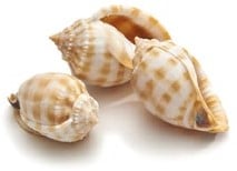 [A-015959] Cassis Bandatum Schelpen 8 cm 5 stuks