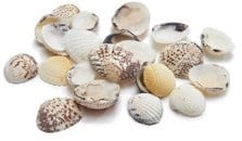 [A-015961] Venus Clam Venusschelpen 1 kilo