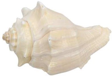 [A-017114] Rood Mulli Giant Schelp 1 stuk