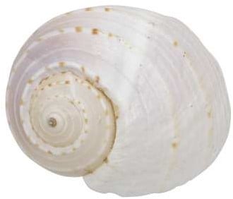 [A-017115] White Patram Giant Schelp 1 stuk