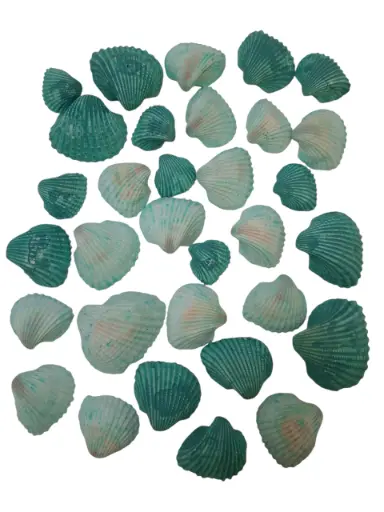 [A-017130] White Chippy Schelpen Groen 500 gram