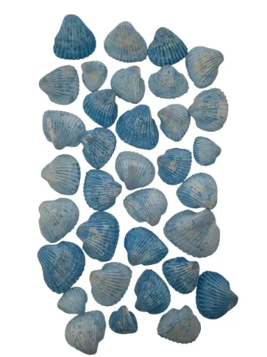 [A-017131] White Chippy Schelpen Blauw 500 gram