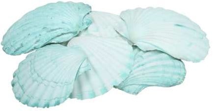[A-017134] Fan Chippy Giant Jacobsschelp Groen 6 stuks 