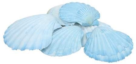 [A-017135] Fan Chippy Giant Jacobsschelp Blauw 6 stuks