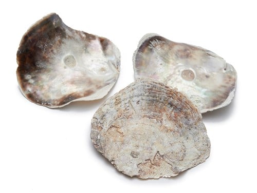 [A-018856] Placuna XL Schelp 15 cm 10 stuks