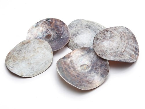 [A-018862] Placuna Rounds Schelpen 250 gram